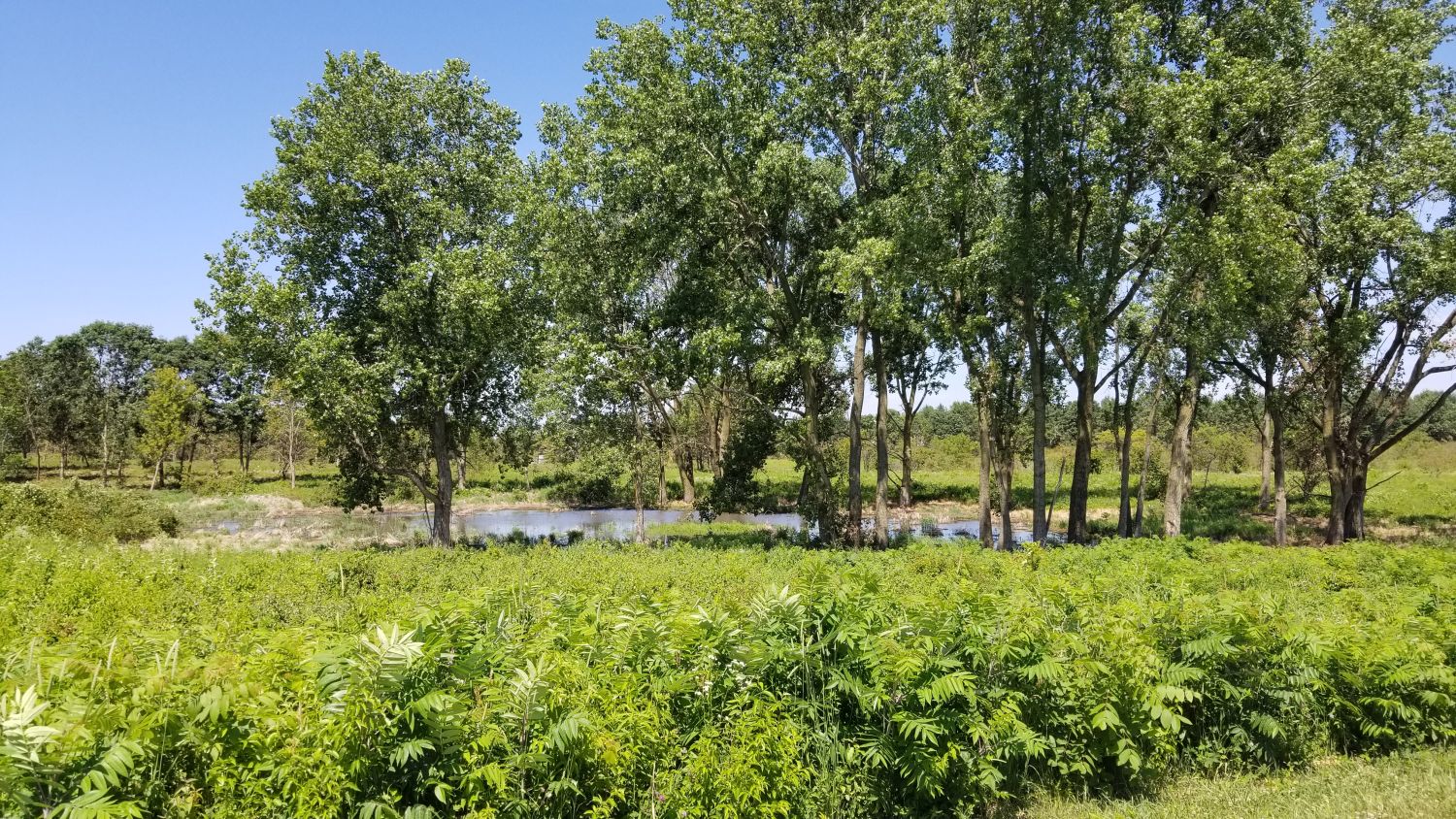 Lake Herrick Forest Preserve 